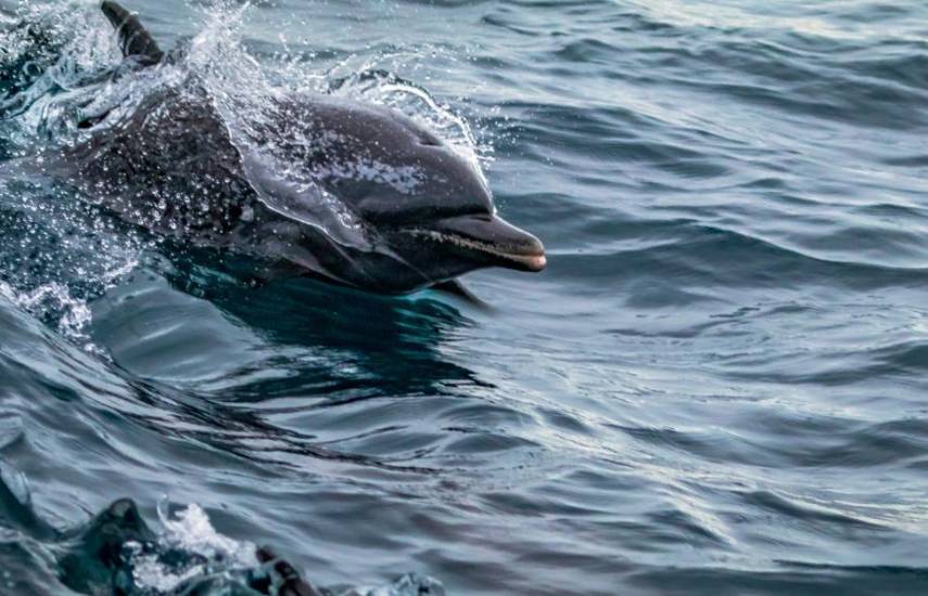 Se acerca la época de avistamiento de mamíferos marinos que vienen del sur