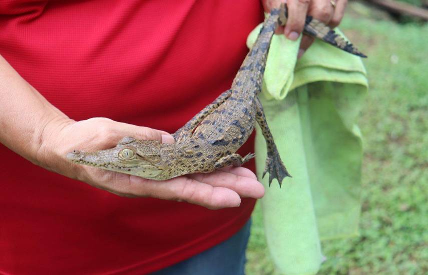 Entregan fondos para el manejo de cocodrilos en la Bahía de Panamá