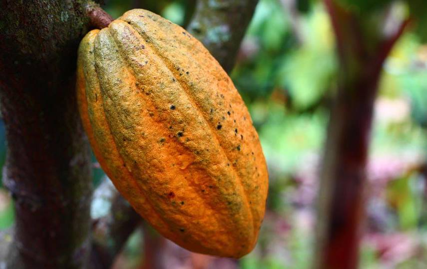 La producción de cacao creció 36.4% y alcanzó los 19,172 quintales al año