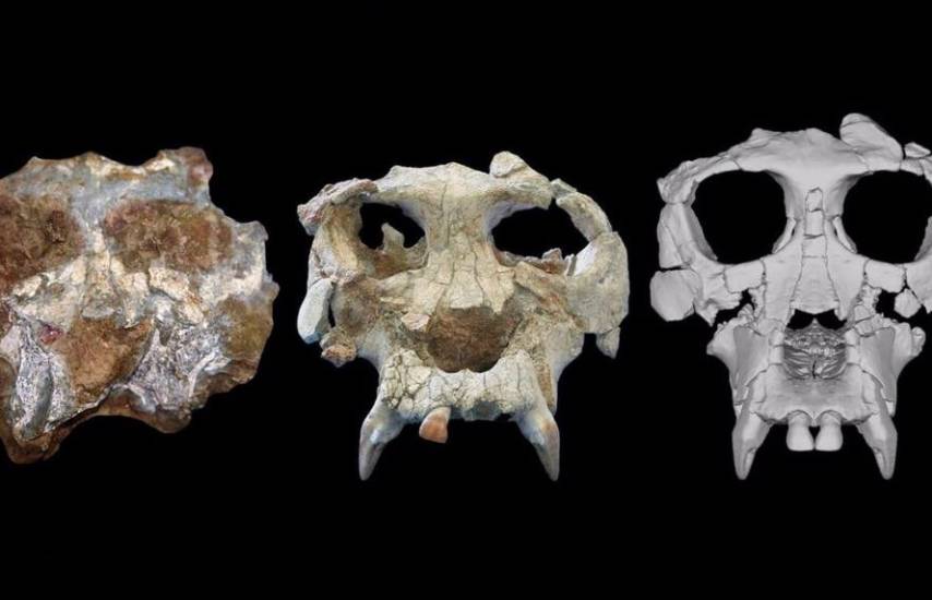 Recreado el cráneo de simio extinto 12 millones de años después