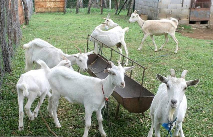 ML | Cabras en una finca donde son cuidados y alimentadas.