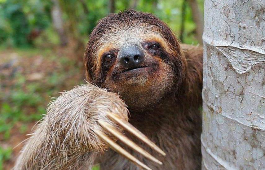 Perezosos, los aliados esenciales del abono natural de los bosques