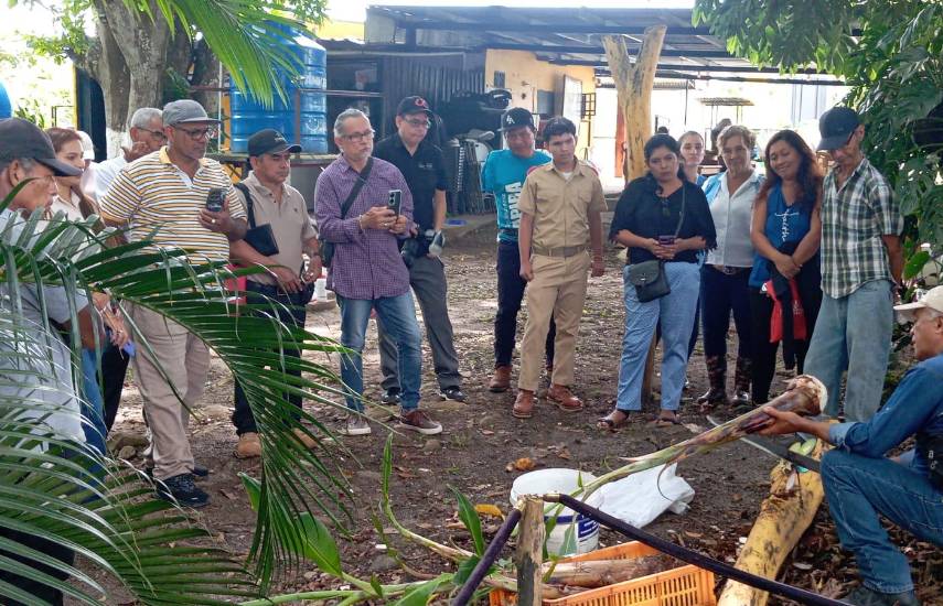 Grupo de productores de Capira impulsan su producción con acompañamiento técnico