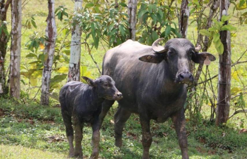 Buscan alternativas de mejoramiento genético de las razas de búfalos en Panamá