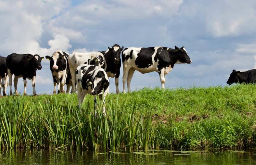 PEXELS | Unas vacas en una finca donde comen pasto y son cuidadas por los productores para luego sacar crías, comercializar su carne y obtener productos derivados.