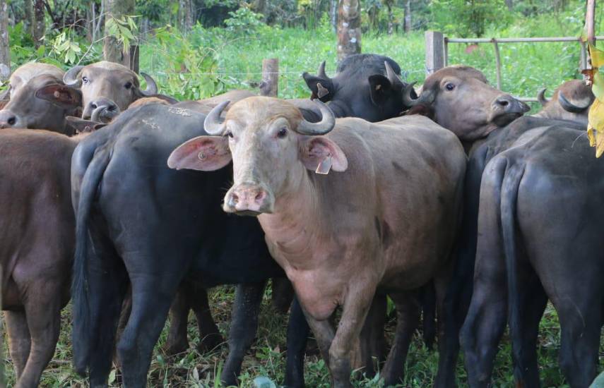 Cría de búfalos en Panamá supera las 11 mil cabezas