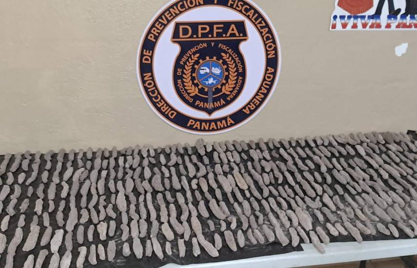 Retienen pepinos de mar disecados en Chiriquí