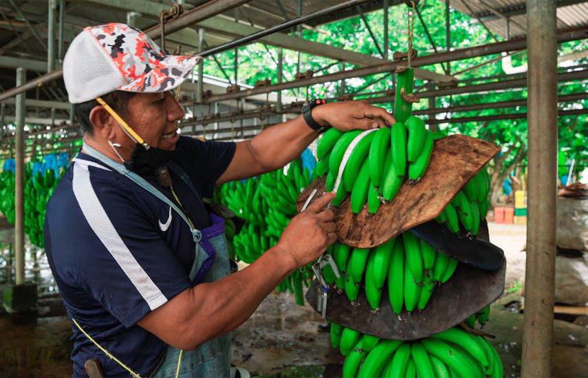 Anuncian feria de empleo para reactivar actividad bananera en Bocas
