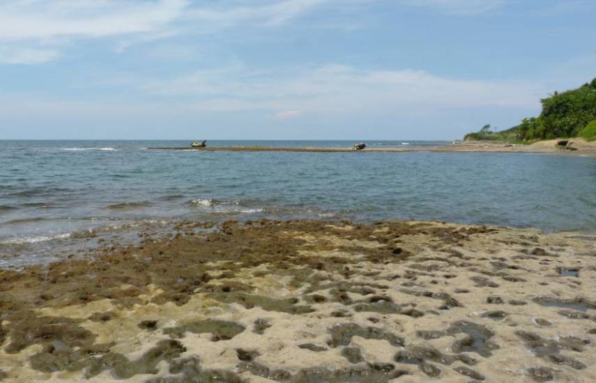 Descubren tortuga fósil que vivió hace 6 millones de años en Panamá con posibles restos de ADN