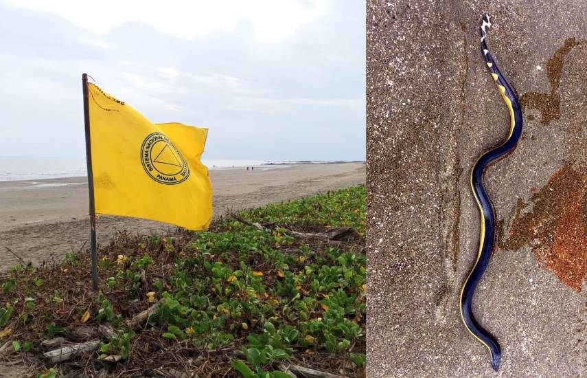 ML | La señal de bandera amarilla en Playa El Uverito.