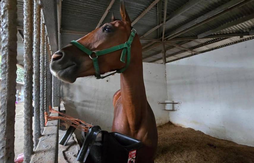 Yegua Cuñadita, de Ecuador, inicia campaña en Panamá