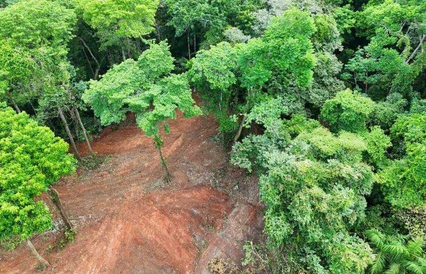 MiAMBIENTE suspende tala ilegal en área protegida del Lago Gatún