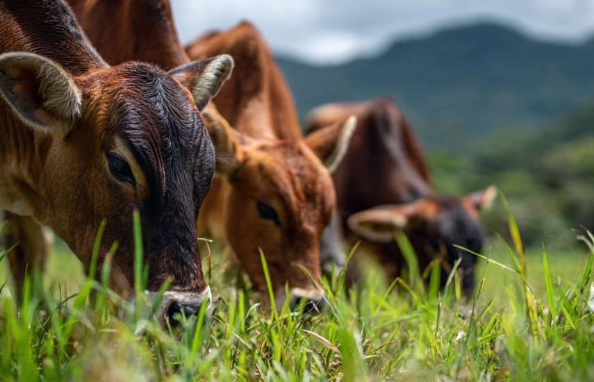 El agro busca alternativas ante los efectos de El Niño