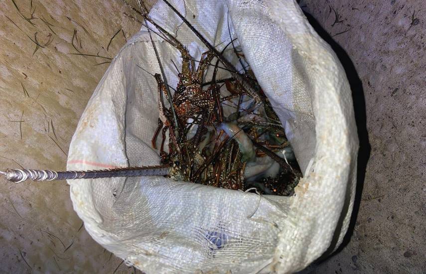 MiAmbiente decomisa 33 organismos marinos durante operativo en Isla Bastimentos
