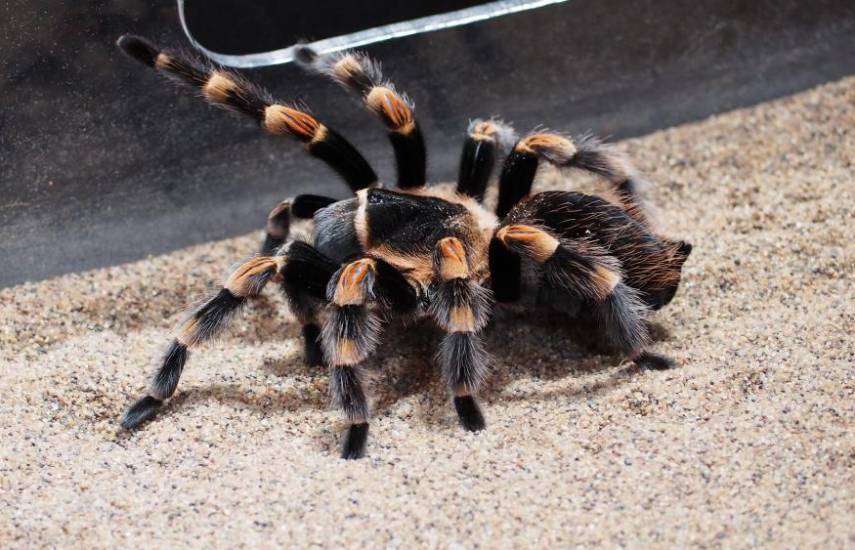 ¡Mascotas exóticas!