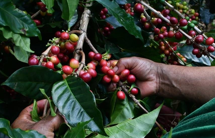 Cortesía | Una persona agarrando café.