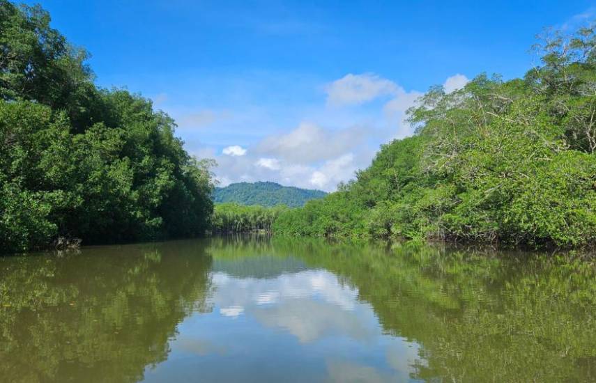 Científicos panameños lideran investigaciones en estuarios y manglares de América Latina