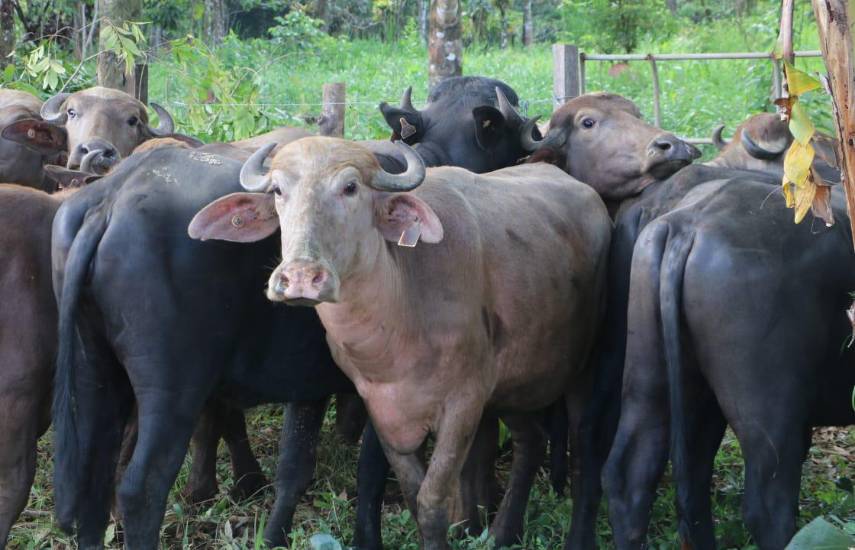 Cría de búfalos en Panamá supera las 11 mil cabezas