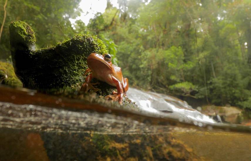 Bosques conectados: El escudo invisible que salva a las ranas