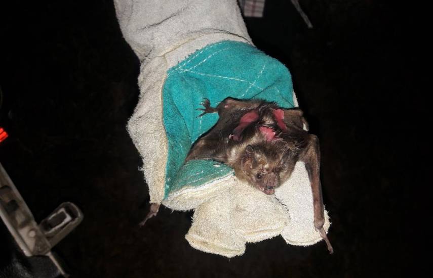 MIDA captura 51 murciélagos en Los Santos para prevenir la rabia silvestre