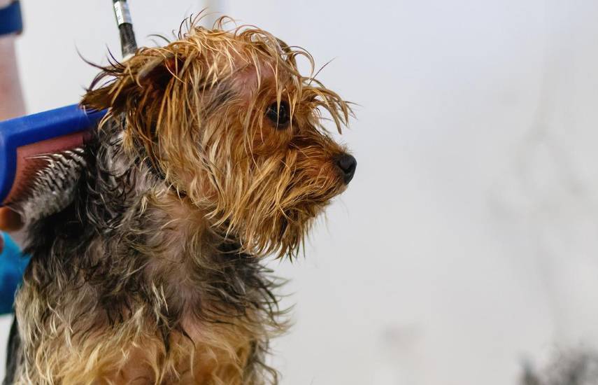 Mascotas sanas y a la moda