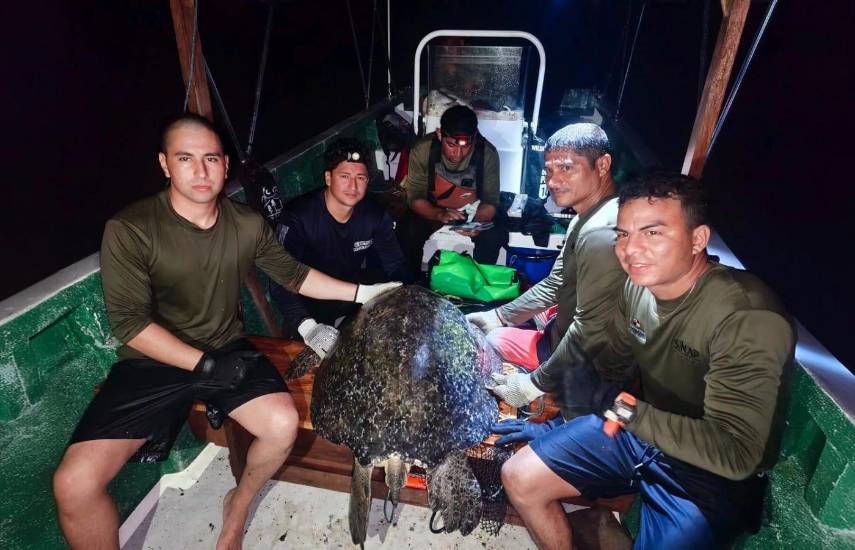 Coiba registra presencia de tortugas verdes adultas en sus aguas