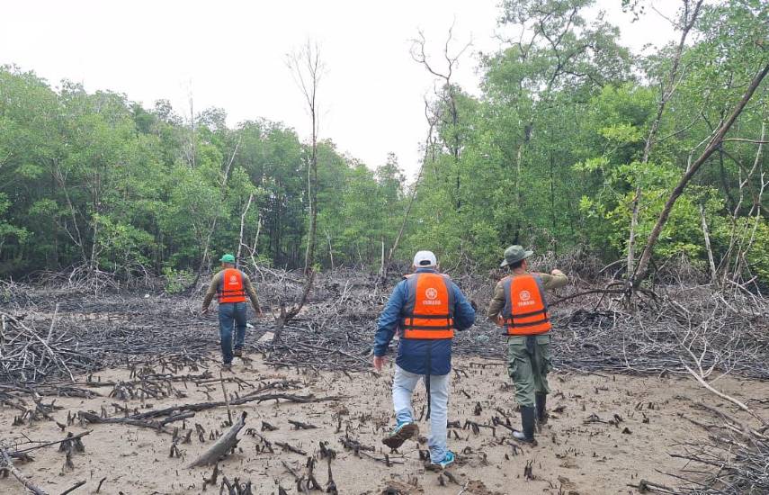 Manglares de Panamá se posicionan como pilares del carbono azul frente a la crisis climática