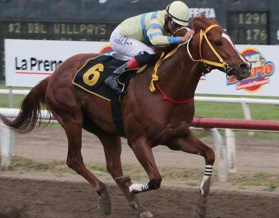 Cortesía | El caballo Rococo, con la monta del jinete Abdiel Jaén, ganó el hándicap SPI, el pasado domingo, en el Hipódromo Presidente Remón, ubicado en Juan Díaz, Ciudad de Panamá.