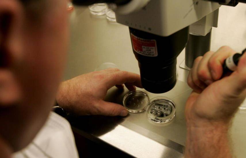 Un embriólogo examina unos embriones bajo el microscopio en una clínica de fertilización in vitro en La Jolla.