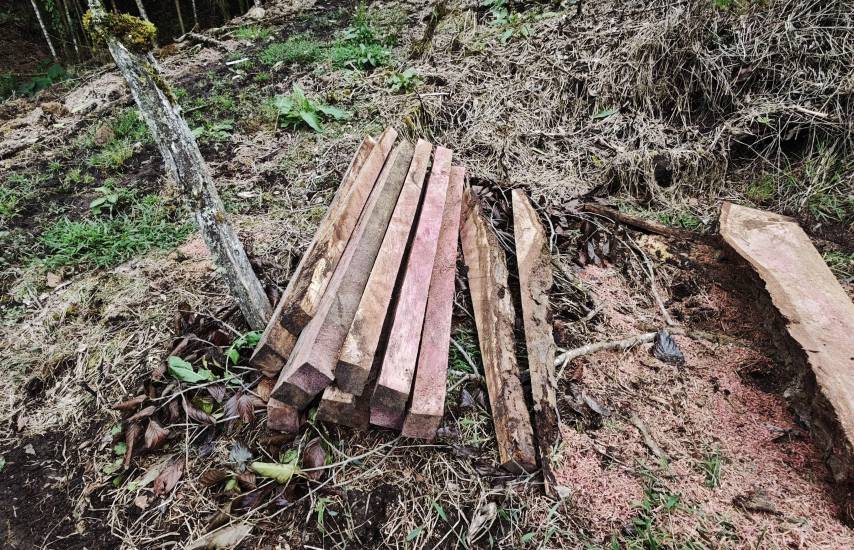 MiAMBIENTE suspende tala ilegal de árboles en el Parque La Amistad