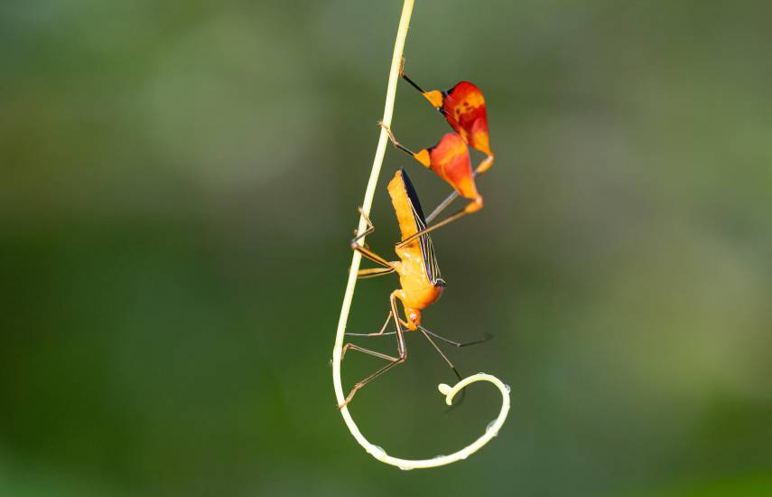 El gran enigma del insecto matador