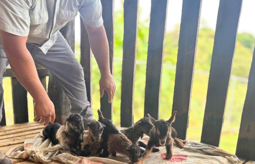 Reportan primer nacimiento de caprinos quíntuples por inseminación artificial en Panamá