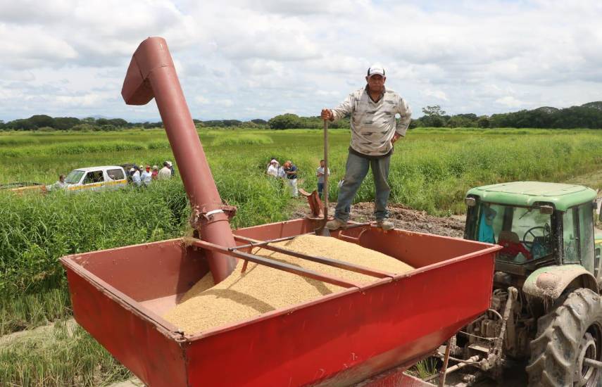 MIDA niega autorización para importar 35 mil toneladas de arroz durante la cosecha