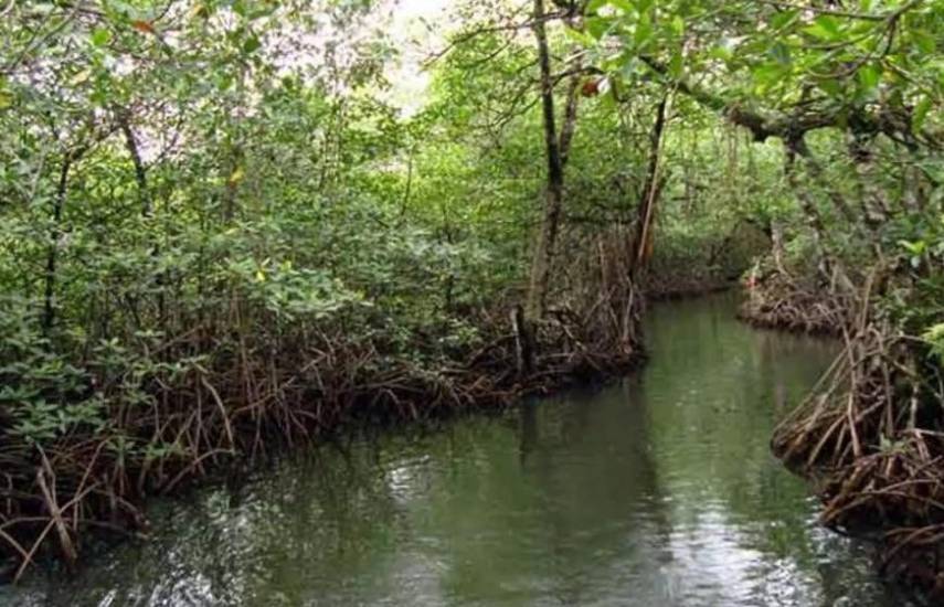 Senacyt y la Fundación Ciudad del Saber trabajan proyecto para salvaguardar los manglares de Panamá