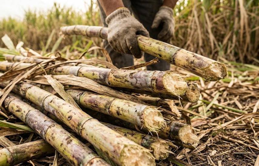 Producción de caña industrial alcanzó los 39,949,776 quintales