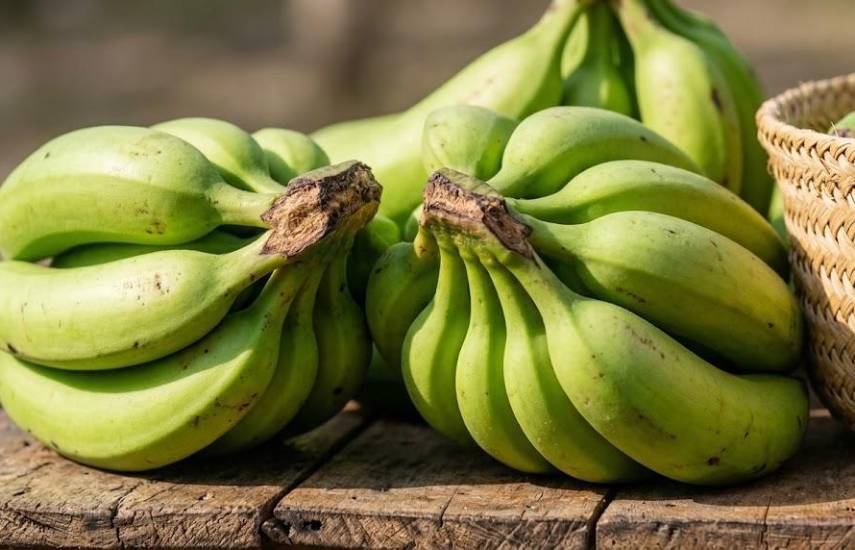 Chiriquí y Bocas del Toro lideran cultivo de plátano
