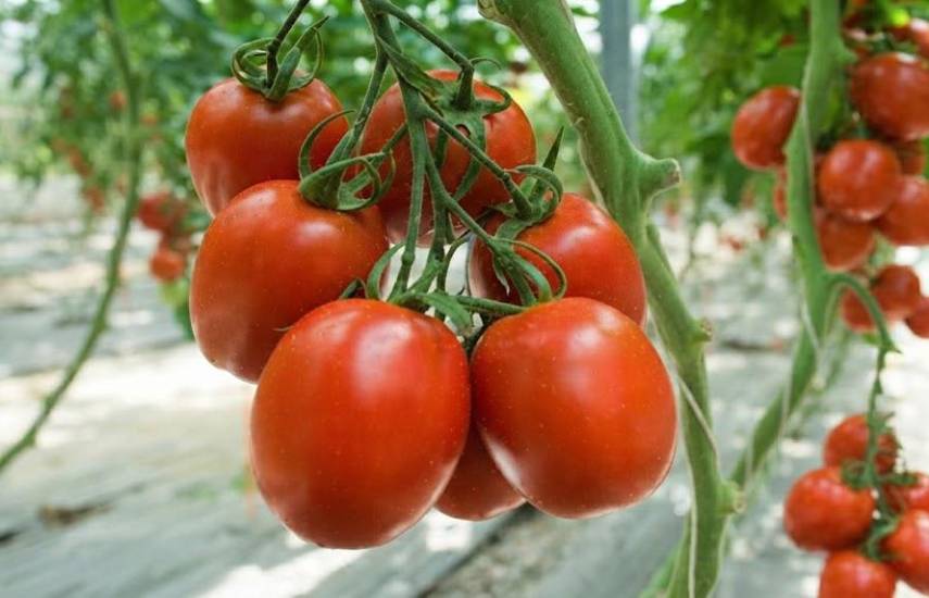 Producción de tomate cherry y perita supera los 111 mil quintales