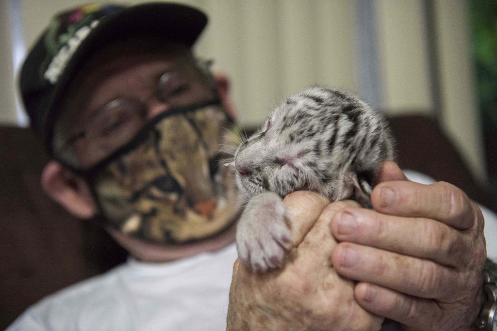 Nieve" en Nicaragua: nace tigresa blanca en cautiverio | Metro Libre