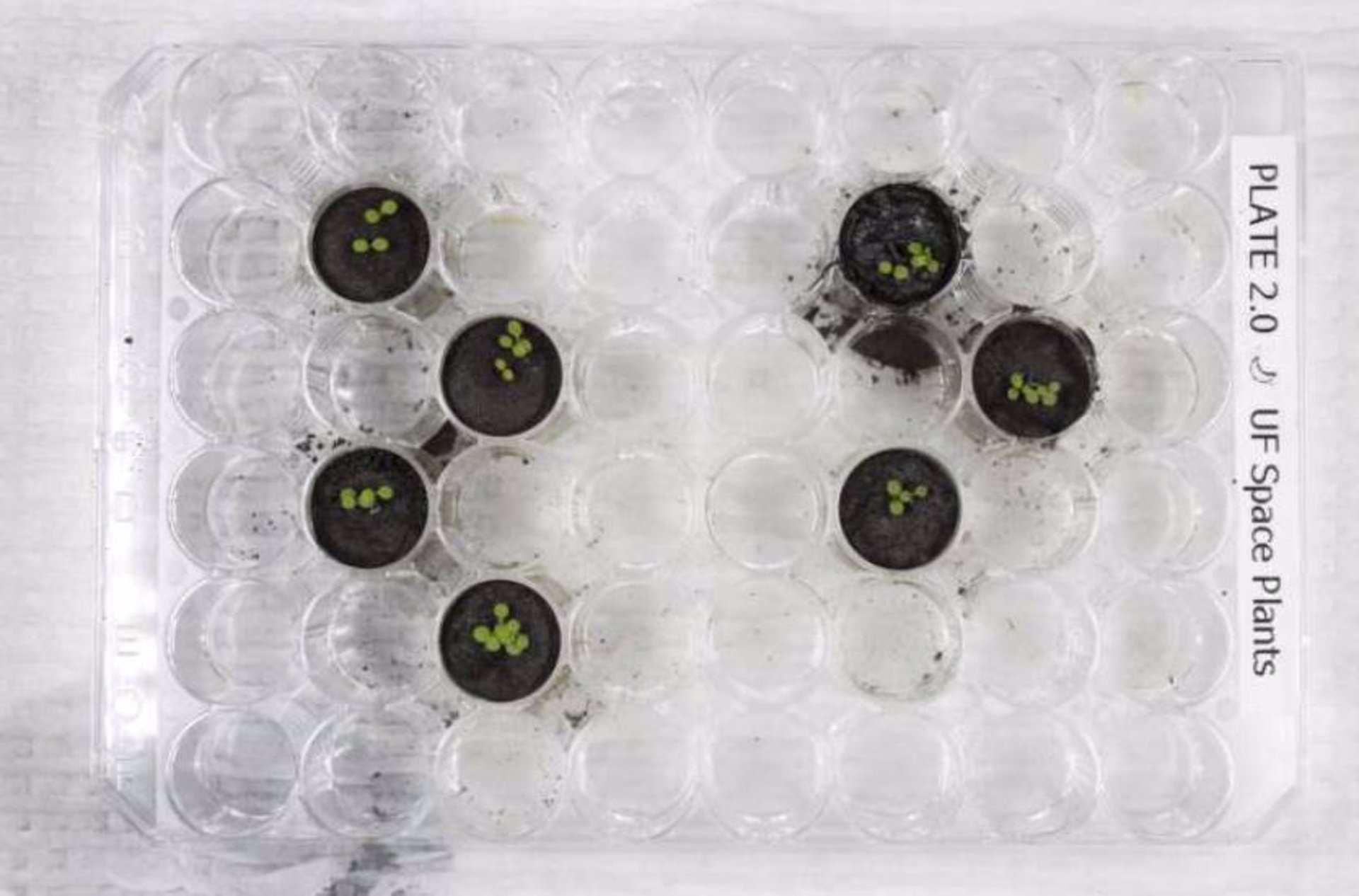 UF/IFAS, TYLER JONES | Plantas de Arabidopsis 6 días después de plantar las semillas. Los cuatro pozos de la izquierda contienen plantas que crecen en el simulador de suelo lunar JSC-1A. 