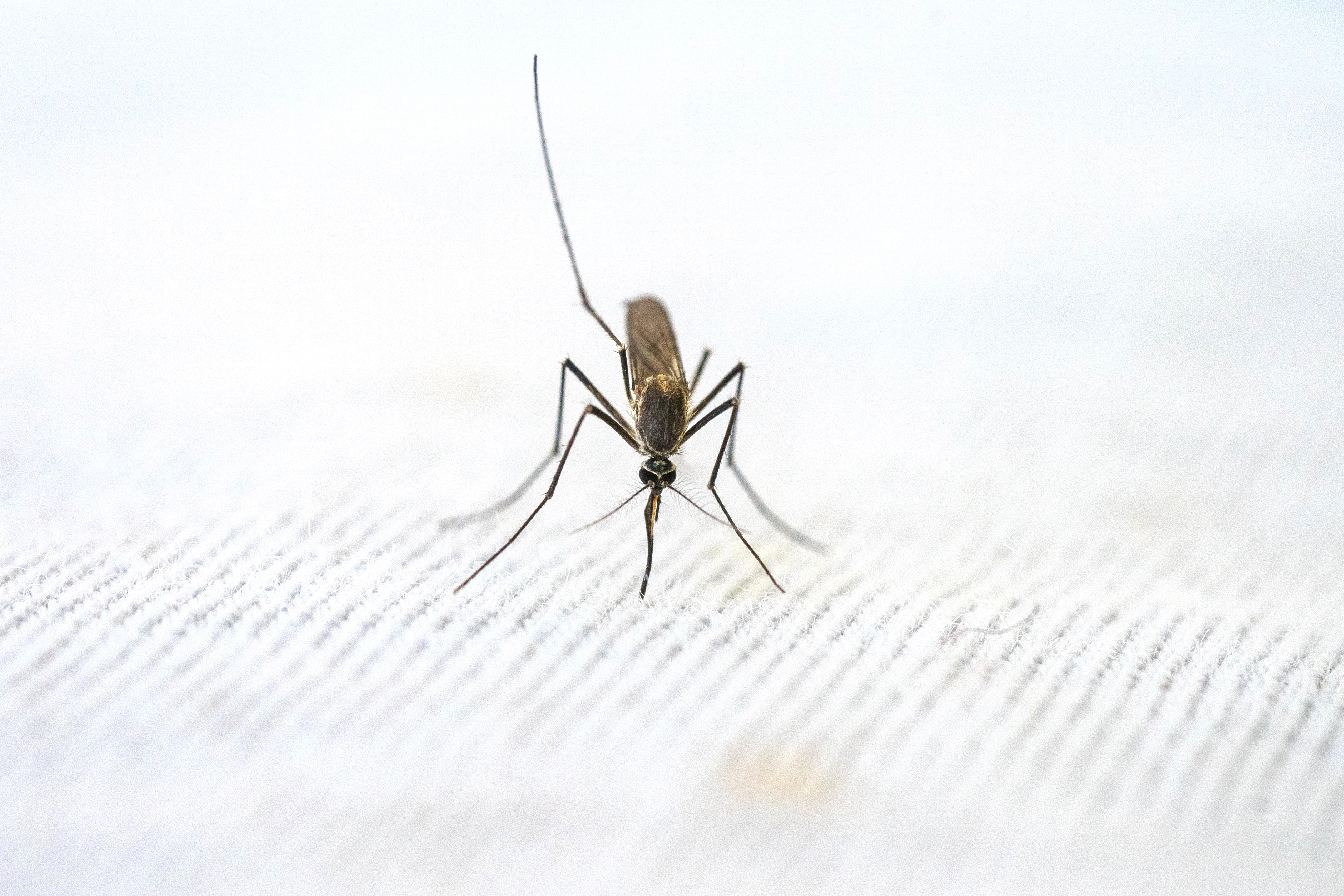 PEXELS | La malaria es causada por un parásito que se transmite a los humanos a través de la picadura de mosquitos anofeles infectados.