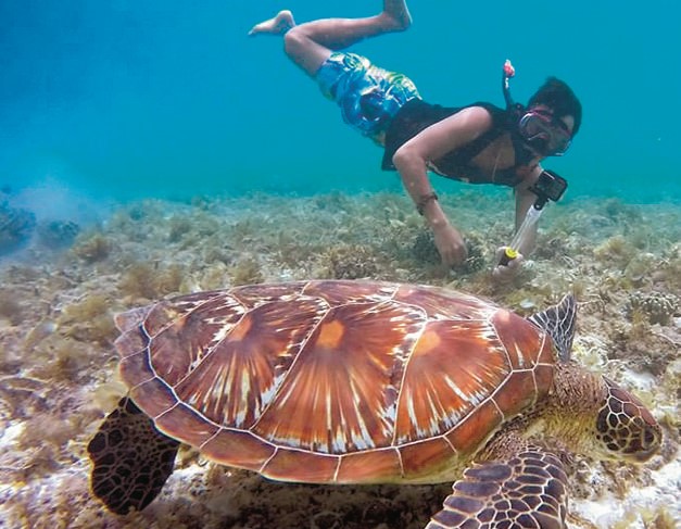 CORTESÍA | Pacific Adventure Tours lleva a turistas a conocer la fauna marina, en inmersiones amigables.
