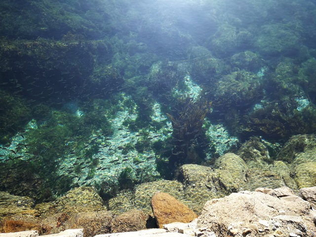Foto de acuario natural en Vigo
