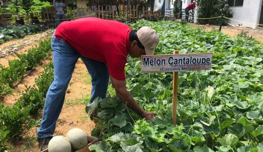 MIDA | Cultivo de melones en los Santos. 