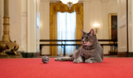 La gata "Willow" en la Casa Blanca, el 28 de enero de 2022
